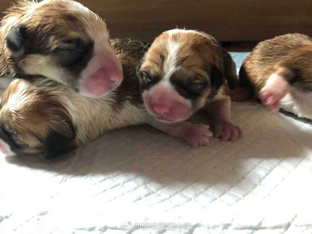 刚出生的小狗怎么喂养才能活下来,刚出生的小兔人工喂养的注意事项