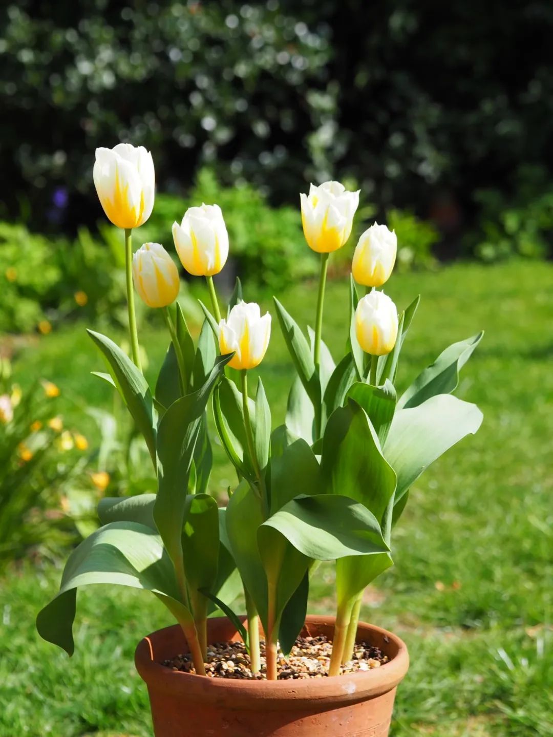 盆栽郁金香能反复开花吗,盆栽郁金香很难做到年年开花