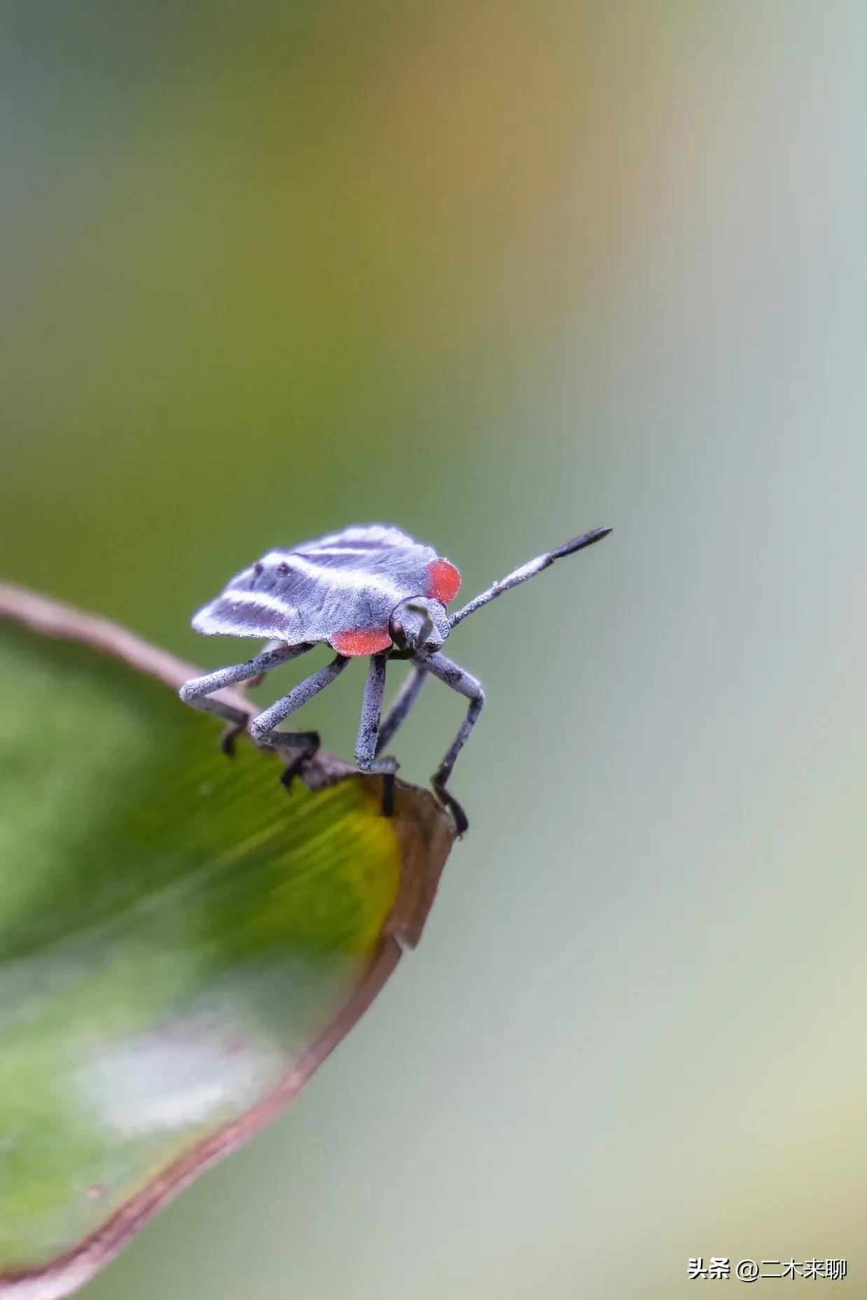 尼康1.1微距镜头评测,尼康105mm微距镜头评测视频