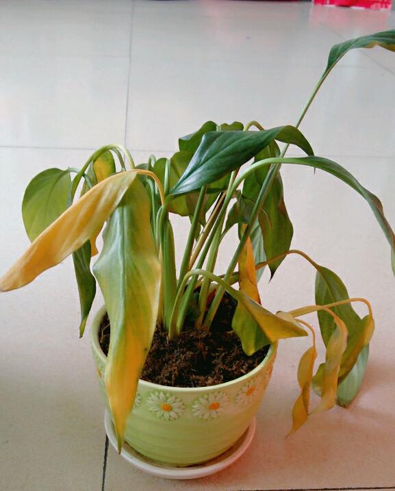 家里有什么花不能扔,家里最忌讳哪些花