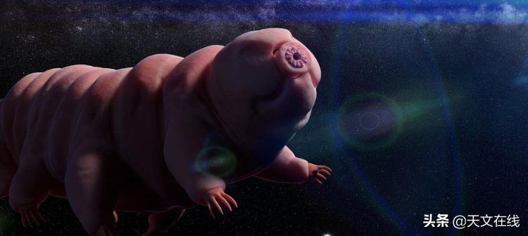 最有可能是外星生物的动物,什么物种是外星物种