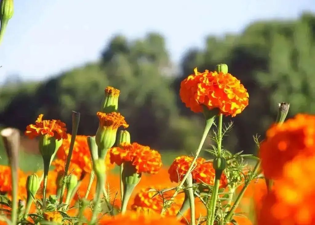 广州哪里有花海的景区,广州南沙区有哪些花海