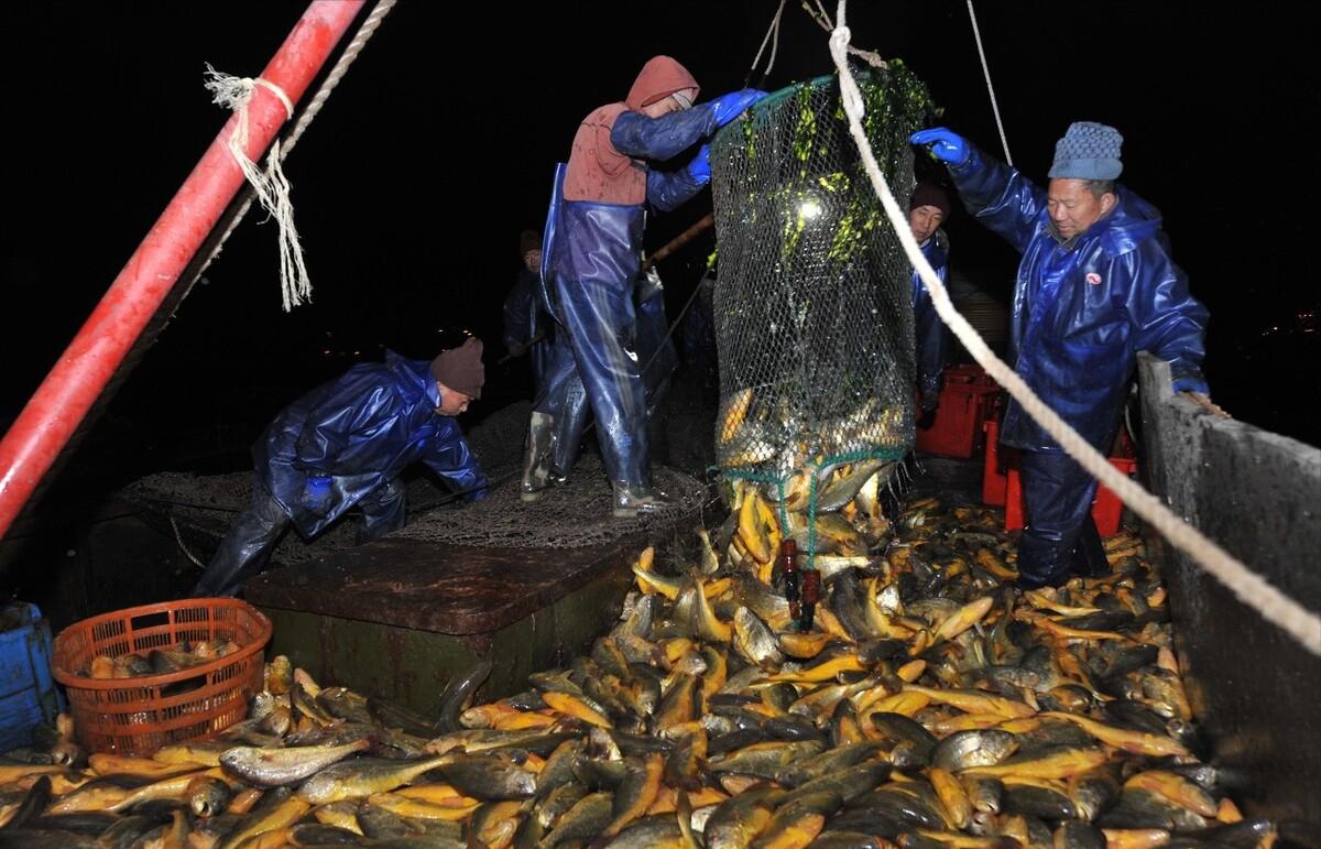 浙江一渔民捕获3000斤大黄鱼,浙江渔民捕获天价大黄鱼