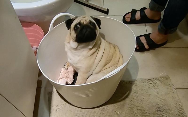 巴哥犬为什么很少人养,巴哥犬为什么看起来很忧郁