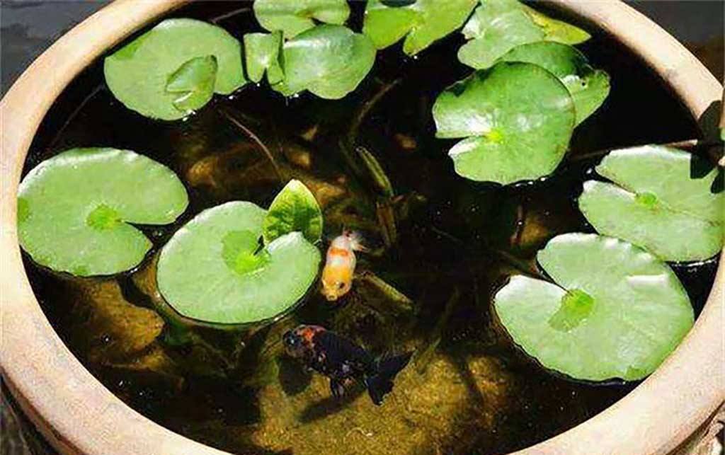 冷水鱼什么时间喂食最好,冷水鱼温度控制多少合适