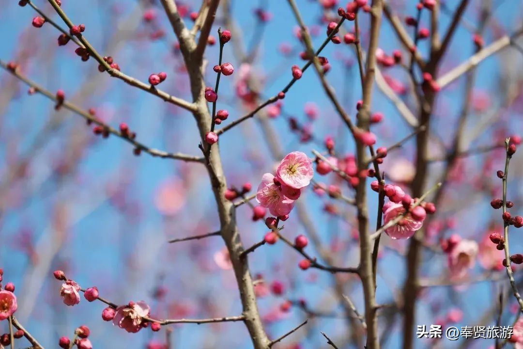 赏梅胜地梅园,赏梅好时节