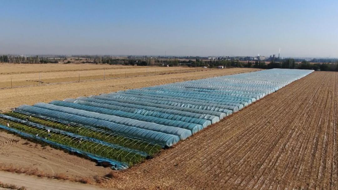 种植生姜能致富吗,种植生姜致富新亮点