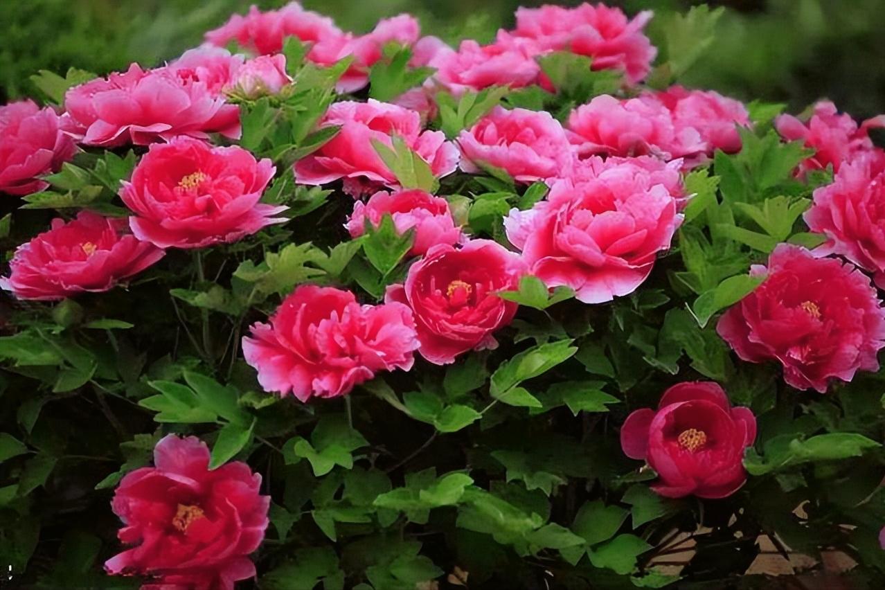 牡丹花古诗100幅,牡丹花娇艳古诗