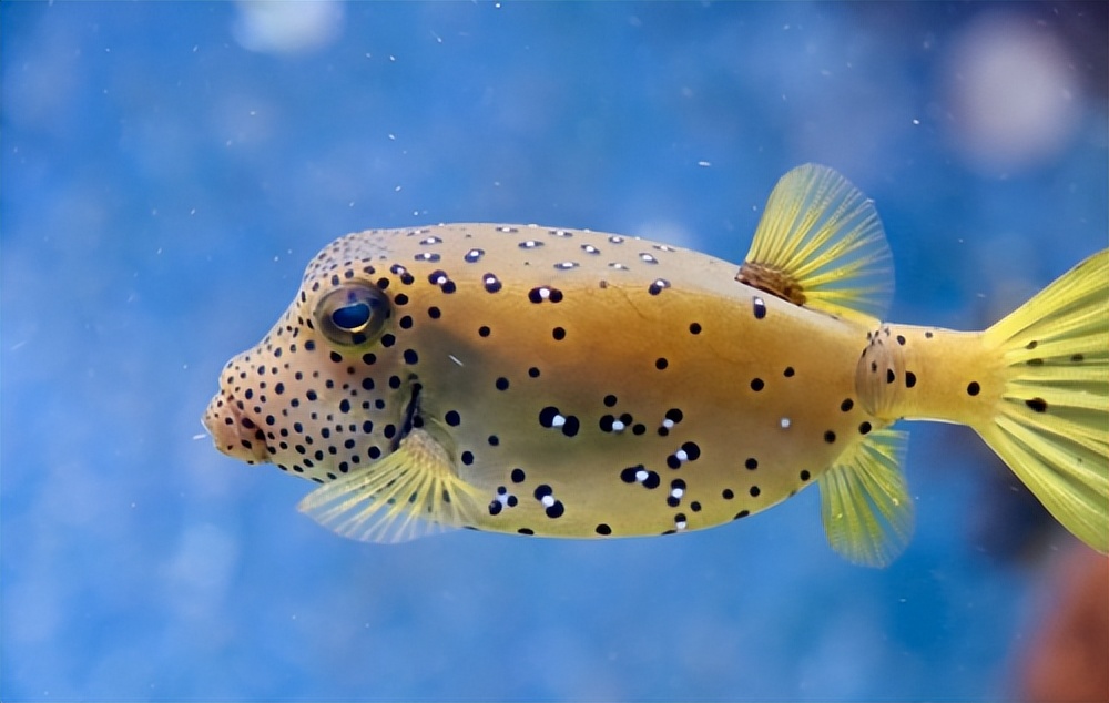 河豚毒性,河豚为什么吃了有毒的食物不中毒