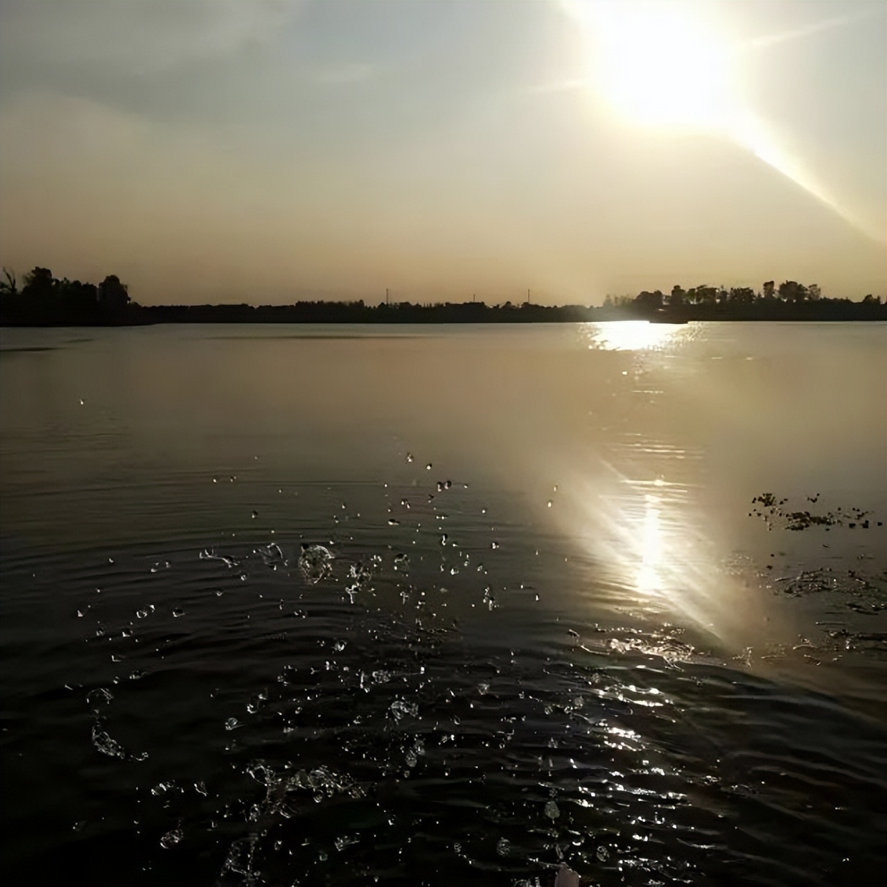 德喜黑青稞藏酒,德喜偷菜