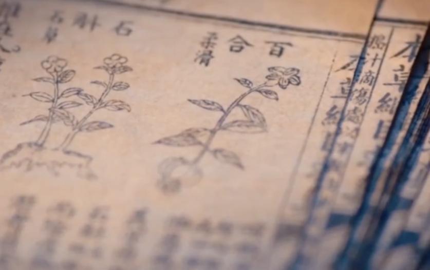 「美食就“药”来」百合：时间的味道，也是可以生吃的本草