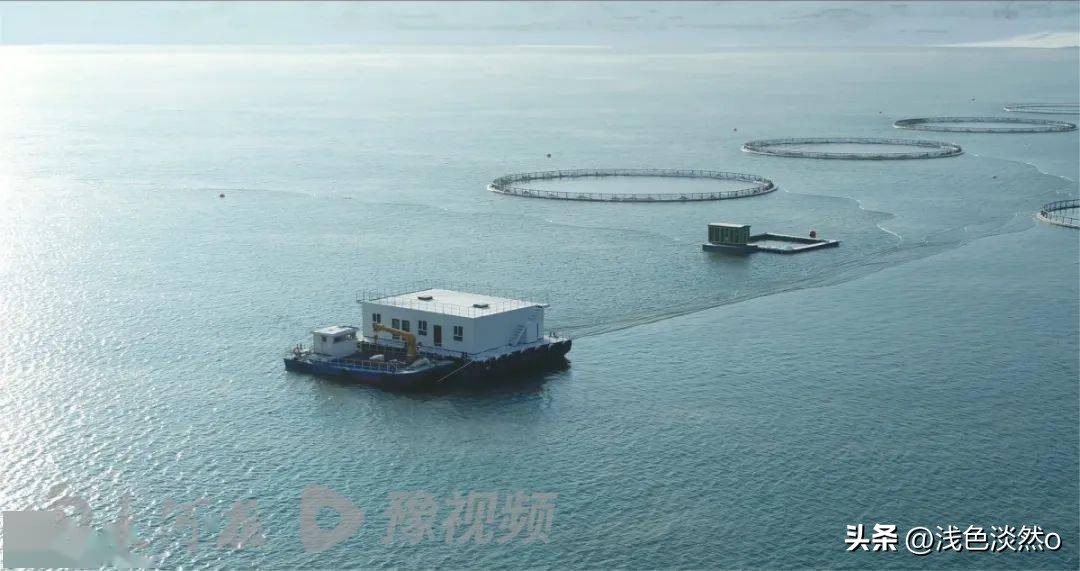 能不能生吃？河南能买到？大河报记者亲探*疆新**深山里的三文鱼渔场