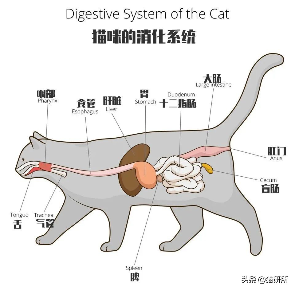 猫咪呕吐物判断表图解,怎么判断猫咪呕吐物是不是血