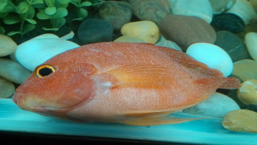 建议不要吃的鱼有重金属,禁止食用的八种鱼