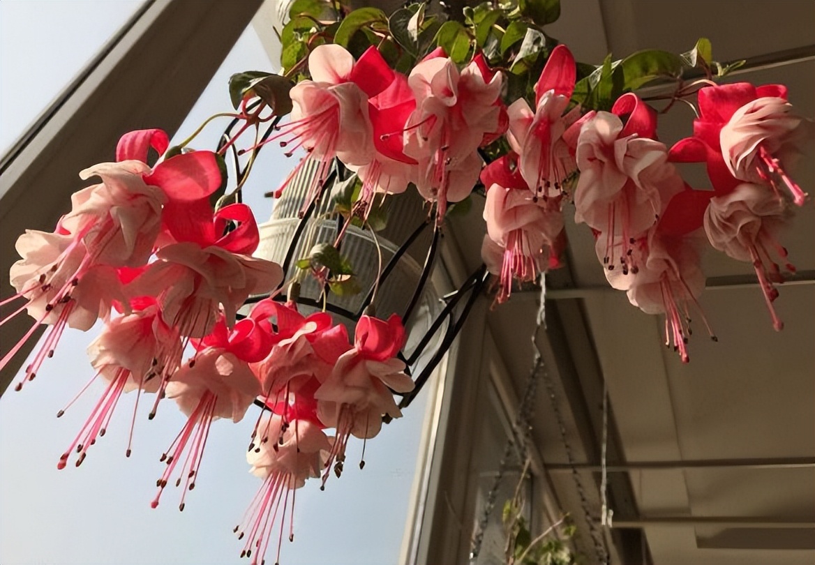 适合室内养的耐阴花和植物,就养这10种耐阴花比绿萝都好养