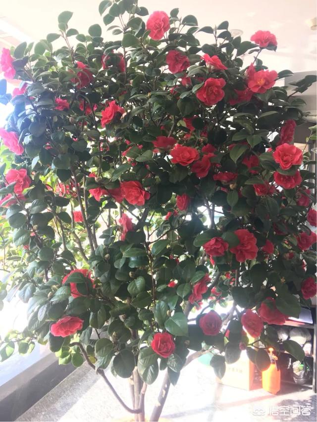 6种花旺财又养人,6种花养人又镇宅