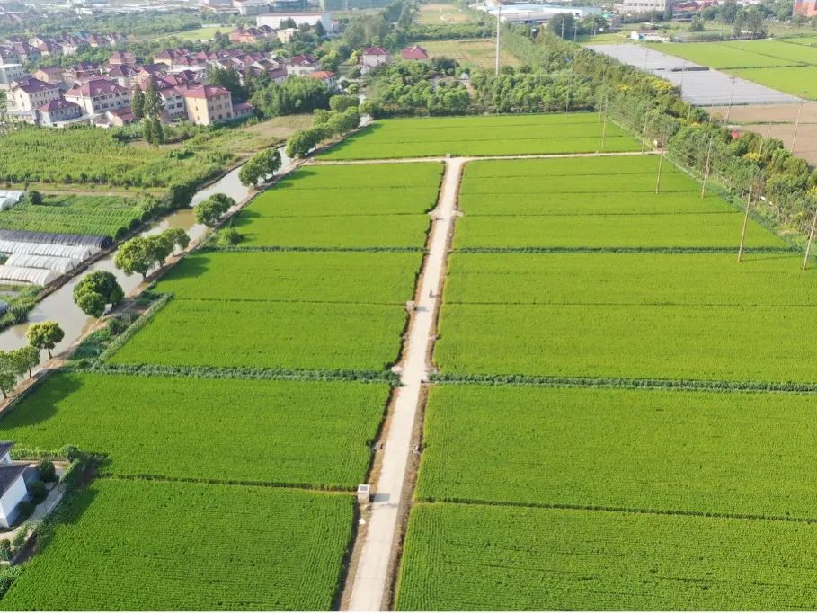 一二三四五，一起绘蓝图——月浦镇编制“15分钟社区生活圈”行动蓝图