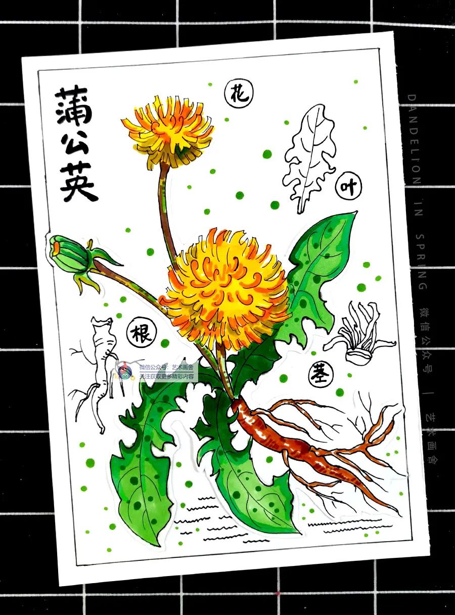 蒲公英怎么画儿童画,简单又好看的线条画蒲公英