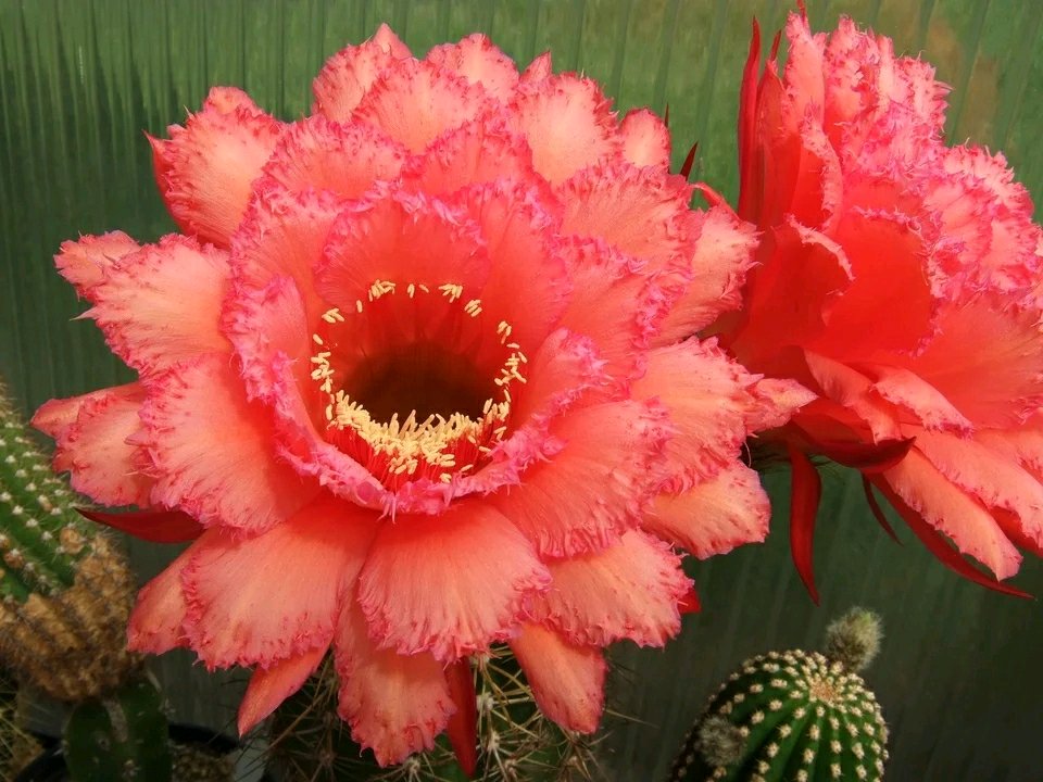 毛花柱仙人球品种大全,顶级精品仙人球花