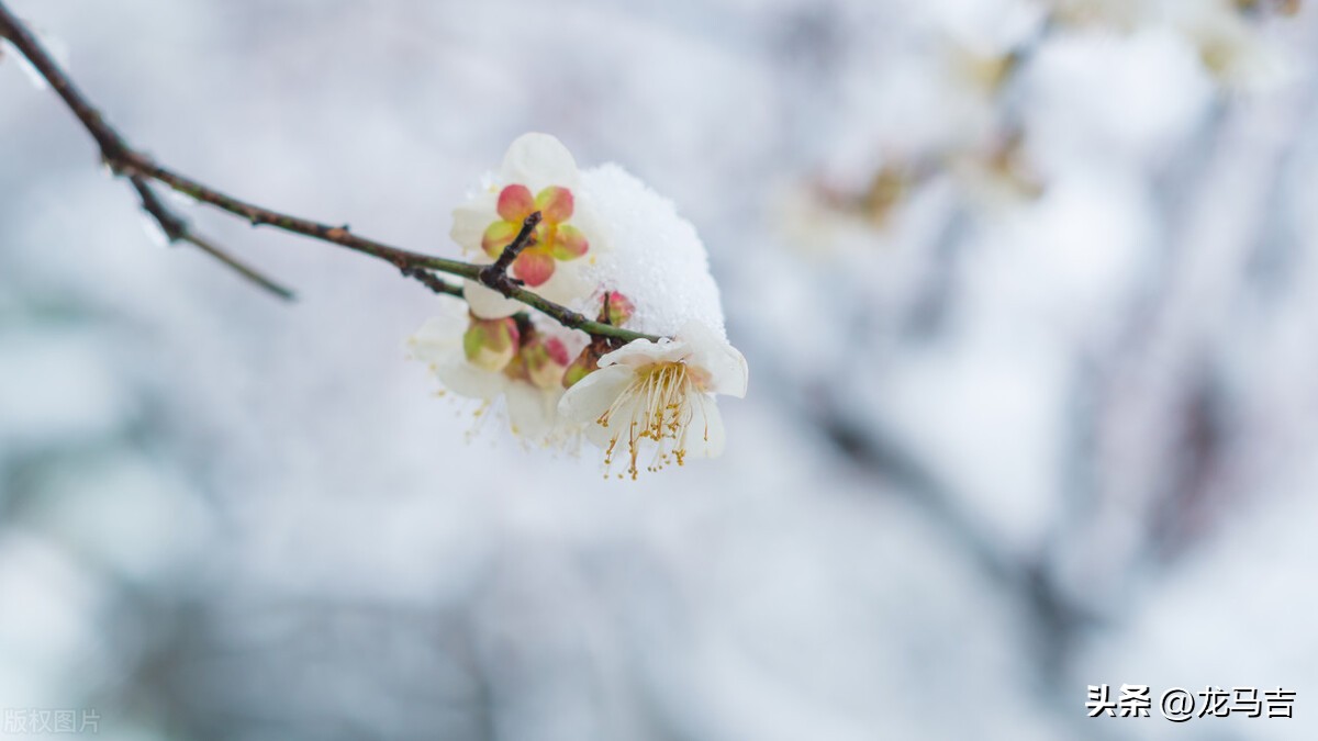 二月二龙抬头的诗词三十六首,二月二龙抬头古诗词赏析