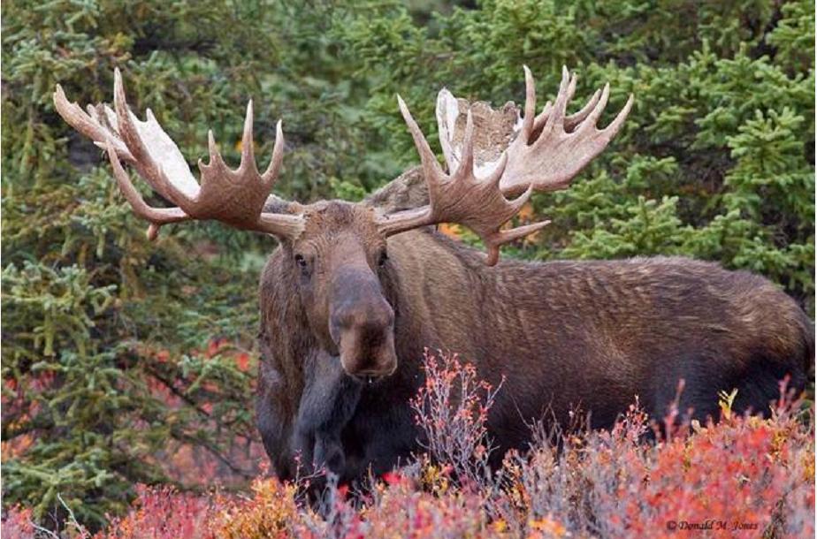 神奇“仙兽”—驼鹿究竟有多牛？很多国家定期猎杀，我国为何保护