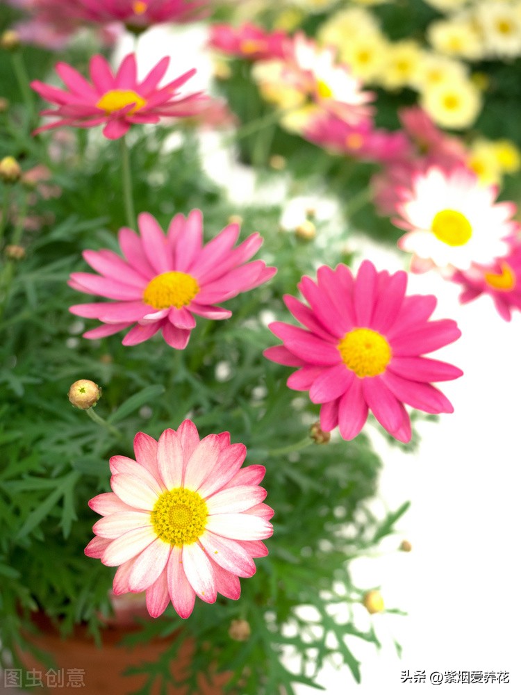 一丛黄菊花图片欣赏,五颜六色姹紫嫣红的鲜花