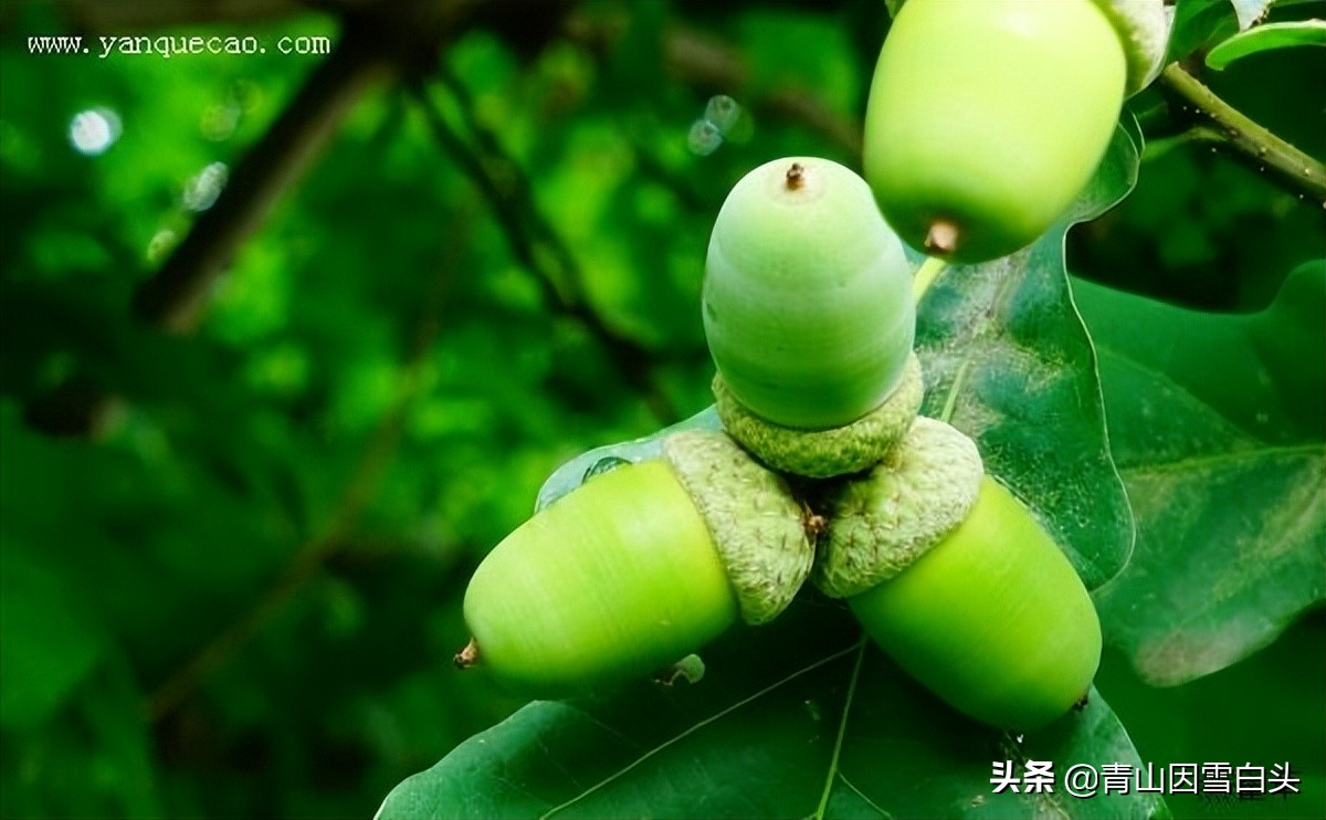 种树前景怎样,栎树种植前景如何