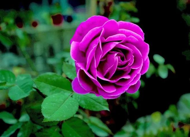 这才是最美的玫瑰花图片,最好看的紫色玫瑰花图片