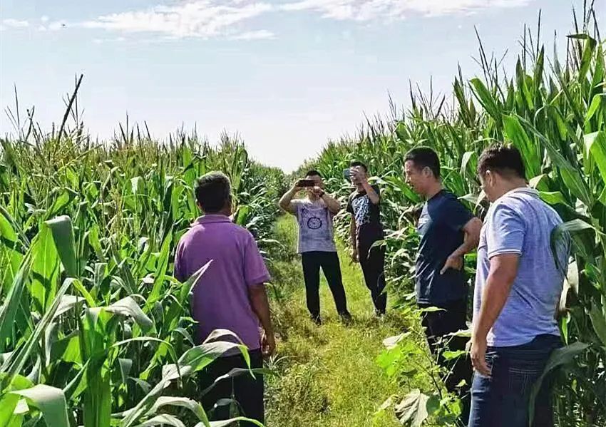 “气死风”种子种下不出苗？检察、行政、公安机关合力打击坑农害农违法犯罪