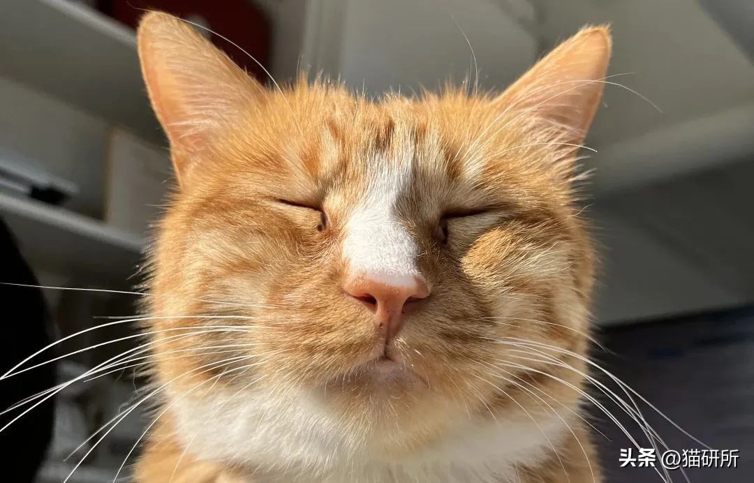 猫咪流泪有眼屎该吃什么药,猫咪有红褐色的眼屎正常吗