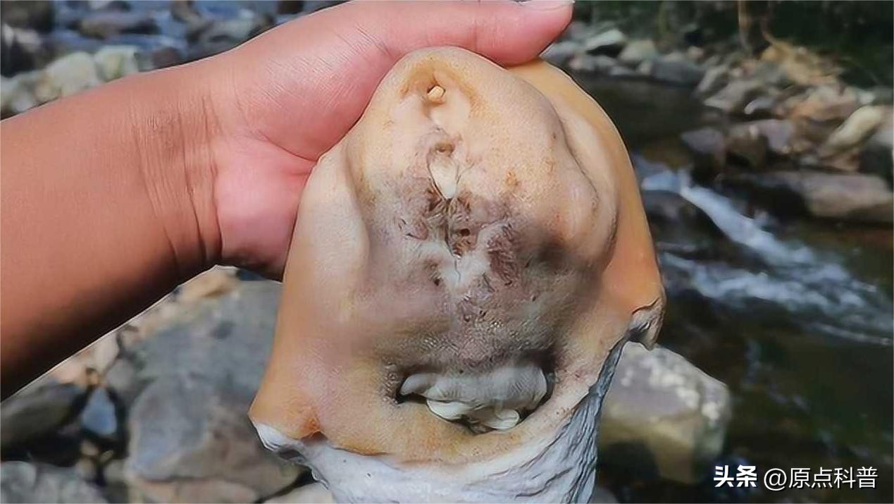 盘点广西十大奇葩美食狗肉,广西特色美食全是经典快来看看吧