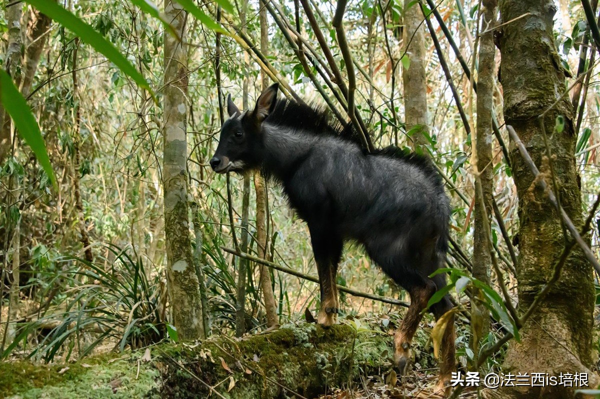 罕见的天马,罕见动物神兽