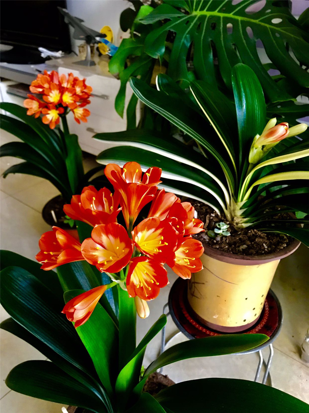 10种公认客厅最好养的花,适合客厅养的懒人花