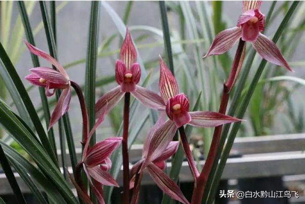 春剑和剑兰哪个品种比较贵一点,春剑和剑兰有哪些区别