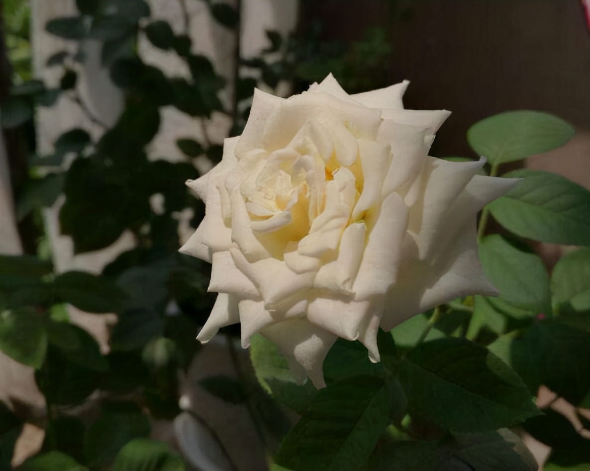 玫瑰花有几种颜色各代表什么意思,不同颜色的玫瑰花表示的寓意不同