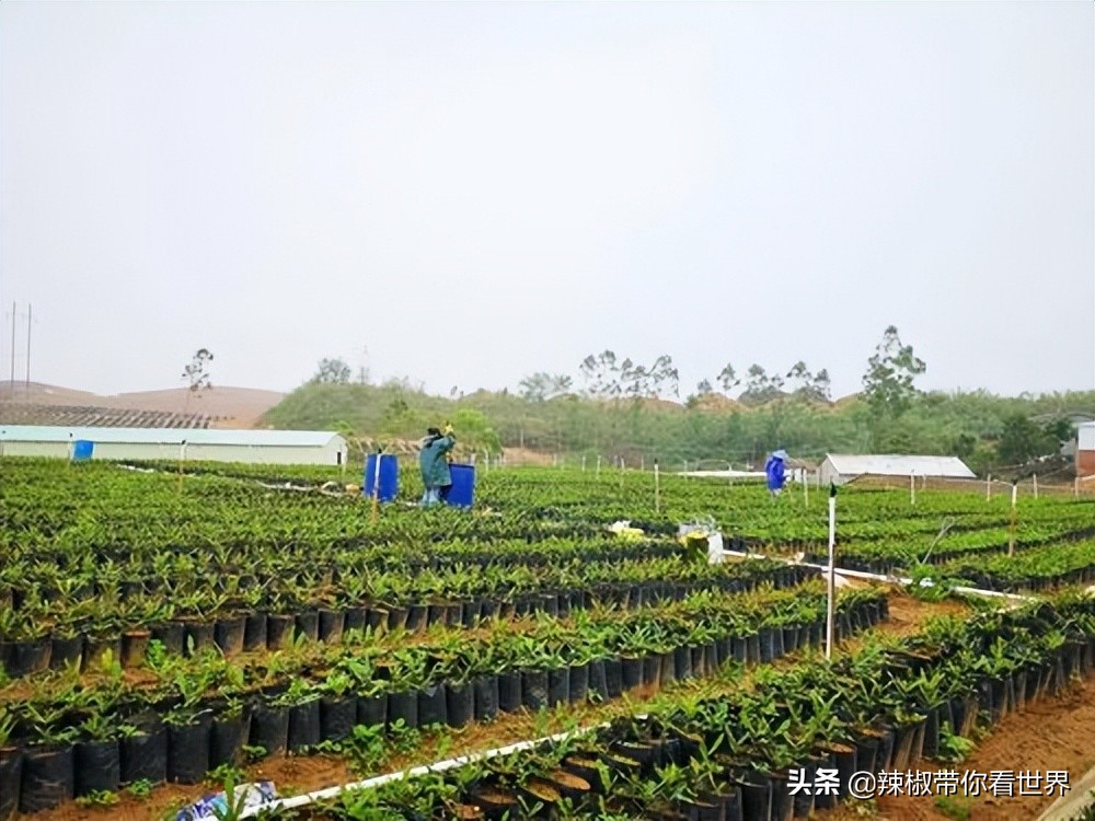 海岸线：邂逅*江阳**——感受这座慢节奏小城文化底蕴感悟人文之美