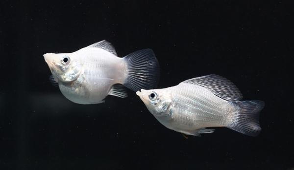 玛丽月光鱼怎么生崽,黑尾月光米奇鱼