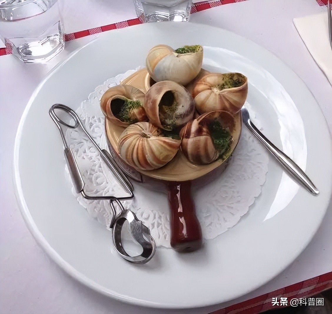 法国蜗牛非洲蜗牛,法国蜗牛与白玉蜗牛