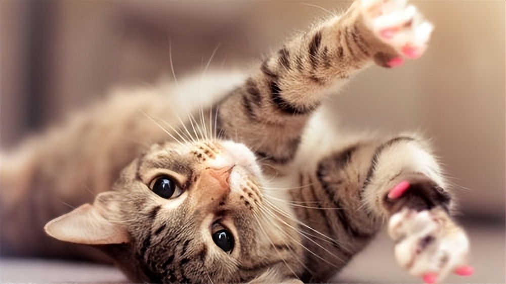 打断猫咪的交配，会造成什么后果？