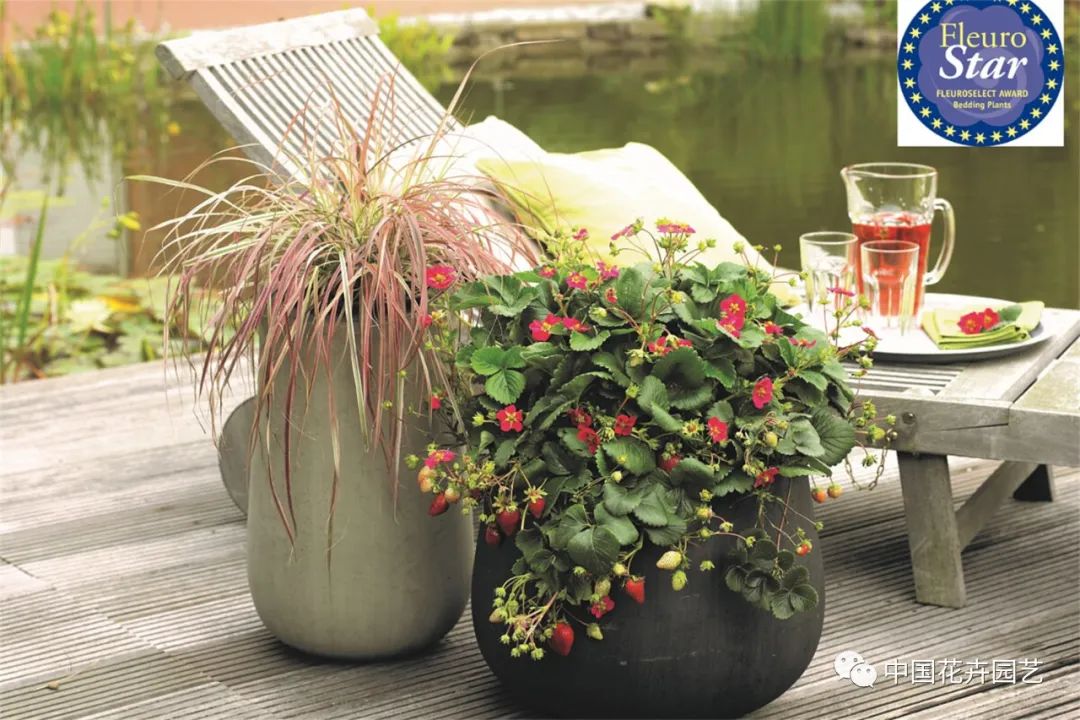 鑺卞崏鍝佺灞曠ず,鏂颁紭鑺卞崏鍝佺灞曠ず