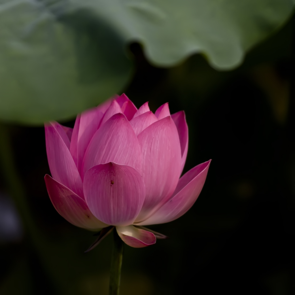 南京玄武湖游览指南,南京玄武湖几级景区