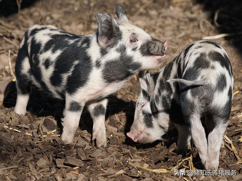 盲目的养殖猪的后果,养殖猪的弊端