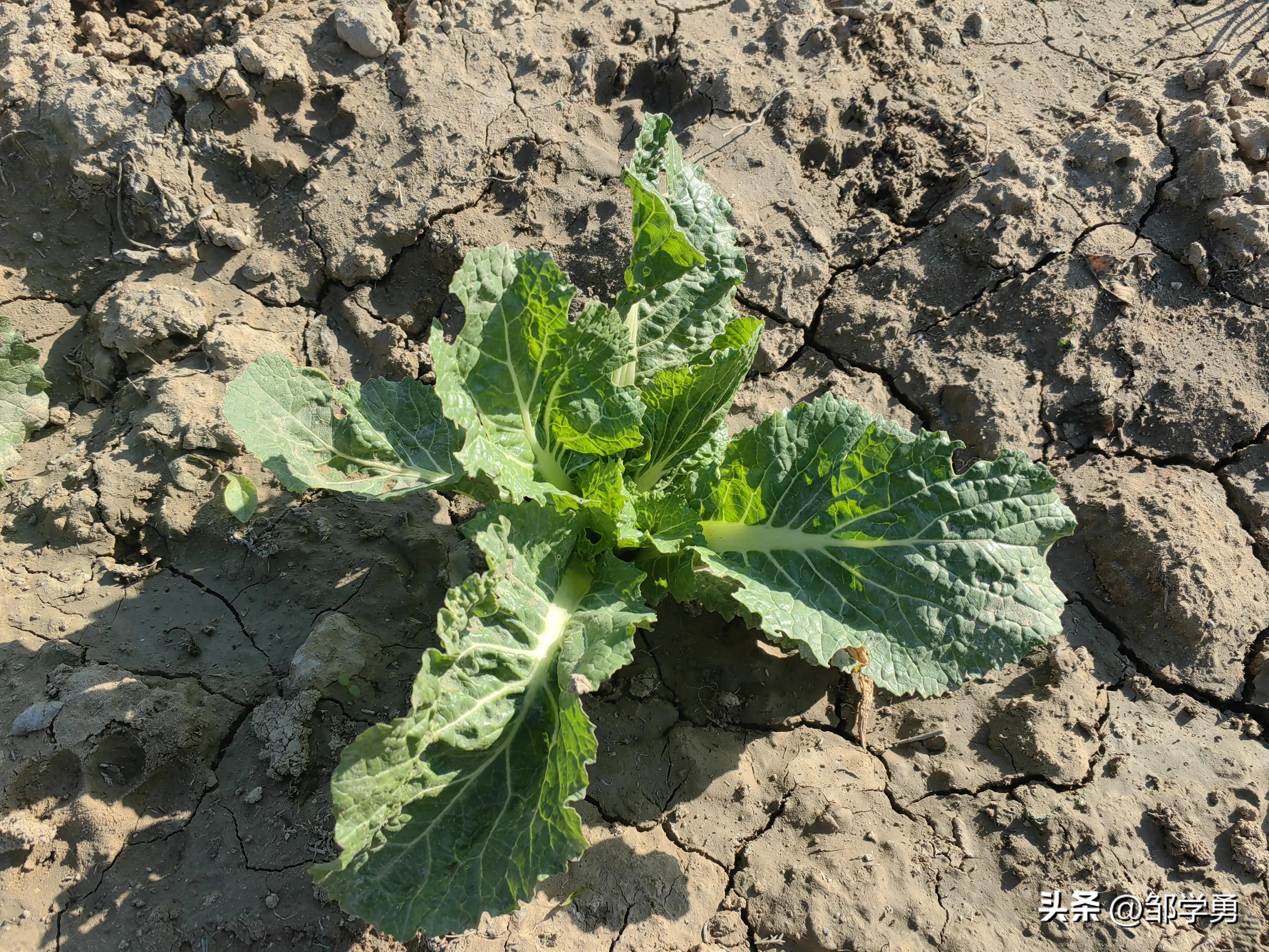 晨跑有悟:当土埋的越多时,你感受到什么?