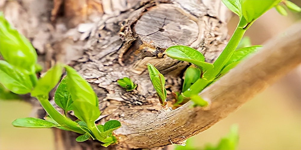 虚拟股设计,老板怎样使用用人之术