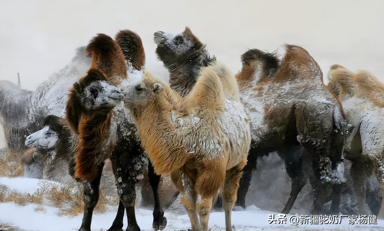阿斯迈骆驼奶的好处是什么,伊犁阿斯迈骆驼奶