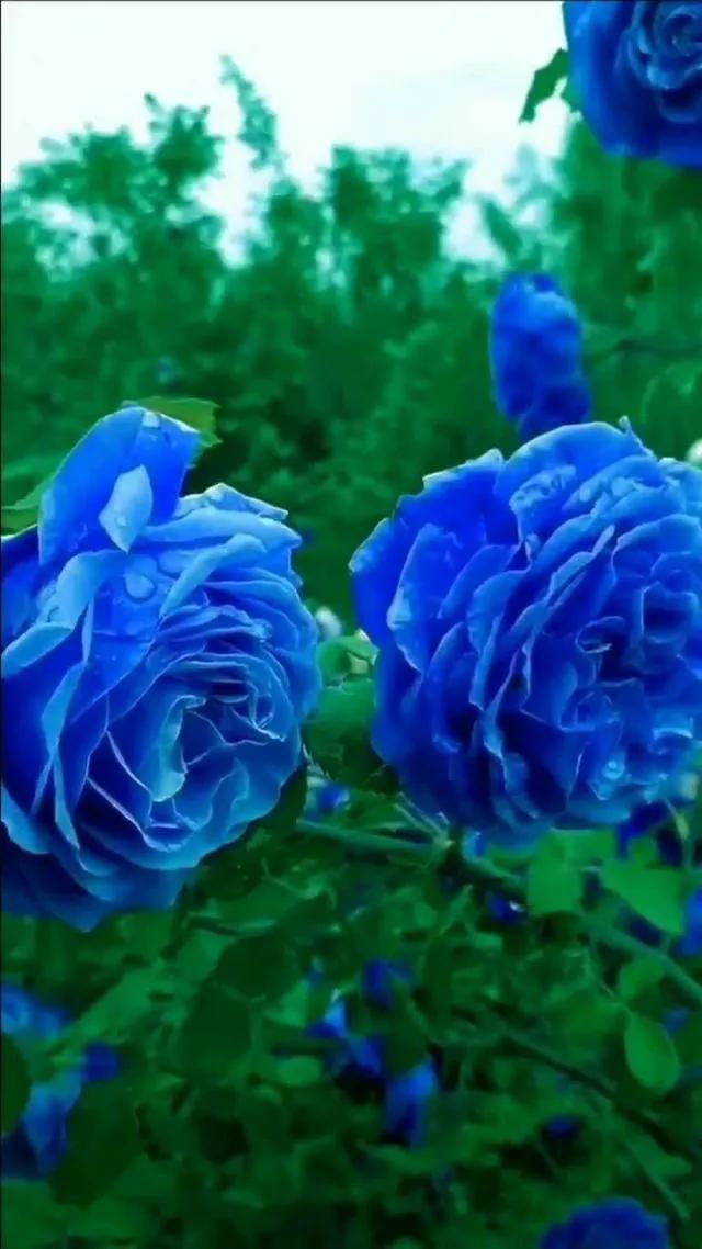 蓝色妖姬代表什么,蓝色妖姬于荣光版