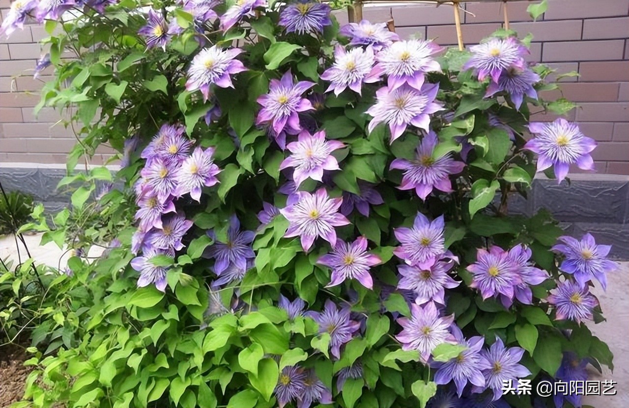 铁线莲不能暴晒，容易晒蔫，半阴半阳，长得快，开花多