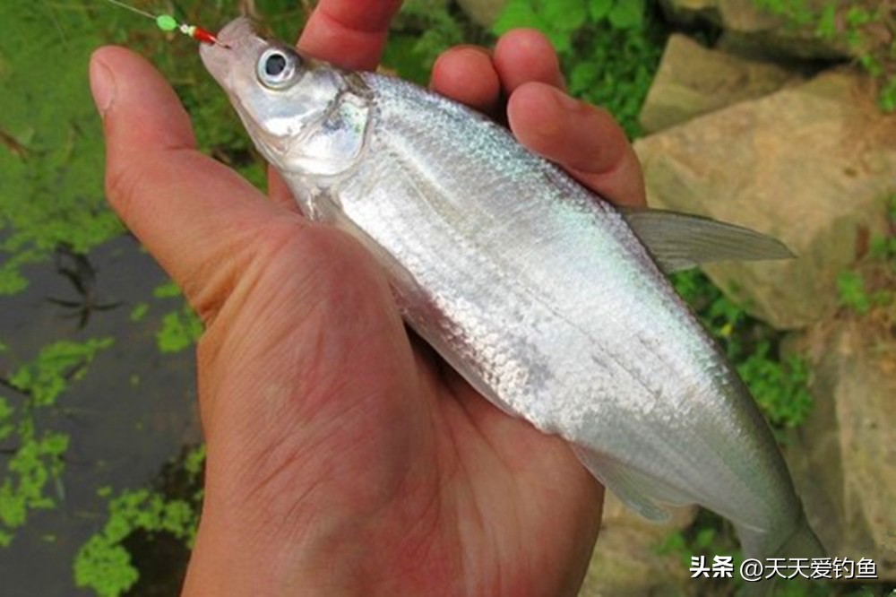 野钓各种鱼类的季节和钓位选择,肉食性鱼类用哪种钓法好