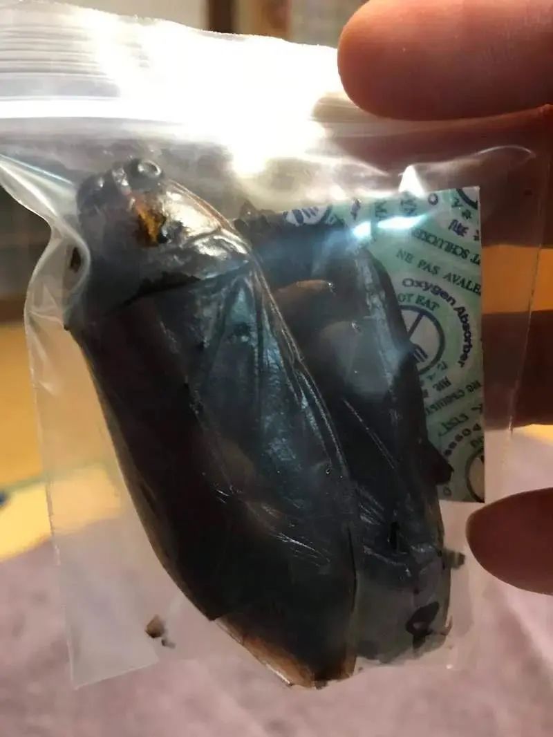 日本活体昆虫自助售卖机,日本街头自动售卖机都卖啥