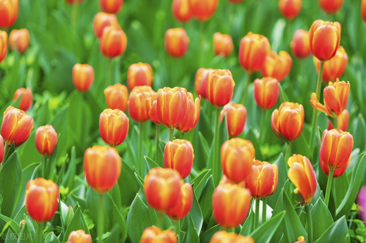 郁金香,郁金香开完花后怎么处理